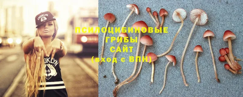 Псилоцибиновые грибы Psilocybe  Новое Девяткино 